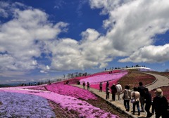 天空の芝桜Ⅲ