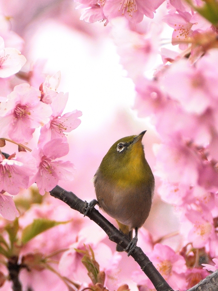 春色なのに、、、、。