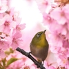 春色なのに、、、、。