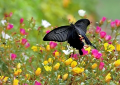 魅惑の黒翅