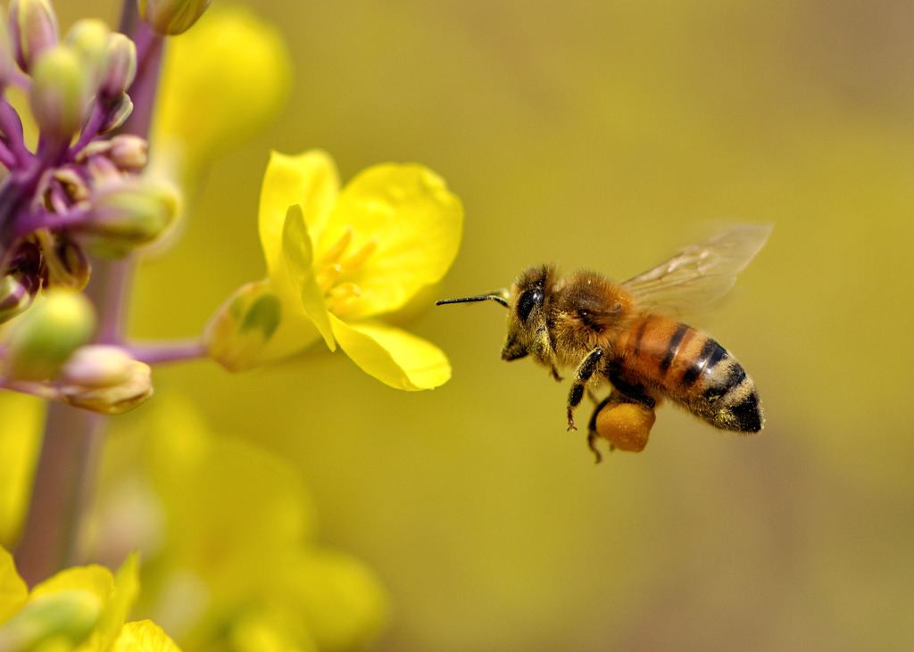 マクロで撮る　ミツバチ飛行