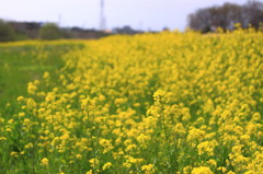 菜の花畑