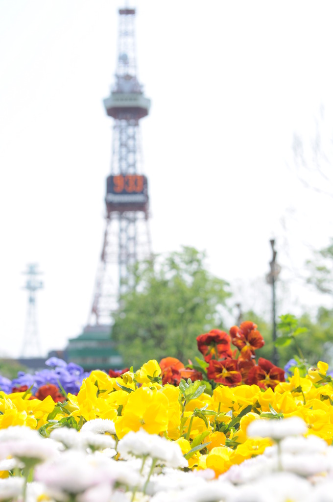 花の札幌