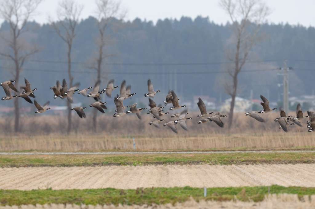 シジュウカラガン