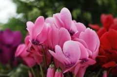 綺麗な花を一枚