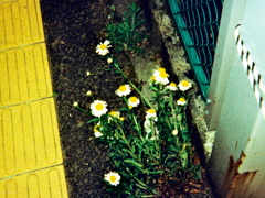 ツヨイはな