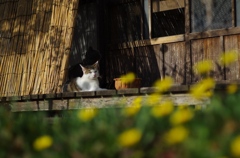 ノラ猫カフェにて