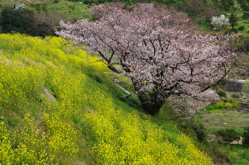 桜と菜の花　その１