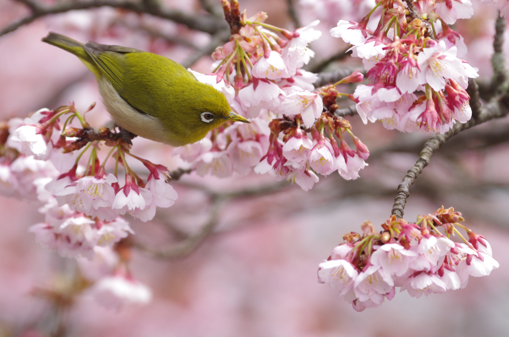 寒桜目白花鳥画