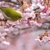 寒桜目白花鳥画