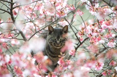 寒桜猫