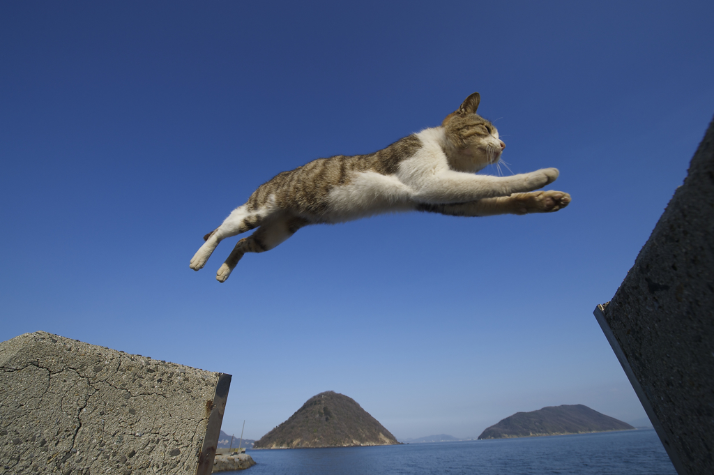 飛猫島