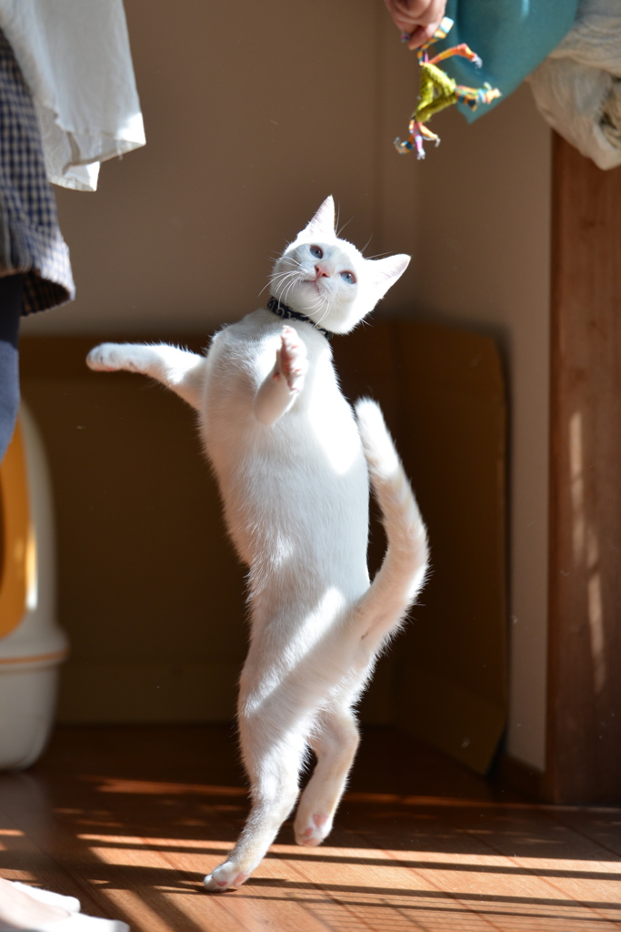 キャットダンス