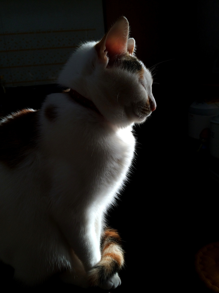 弥勒ボキャッツ