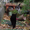 荒野のキャットウ