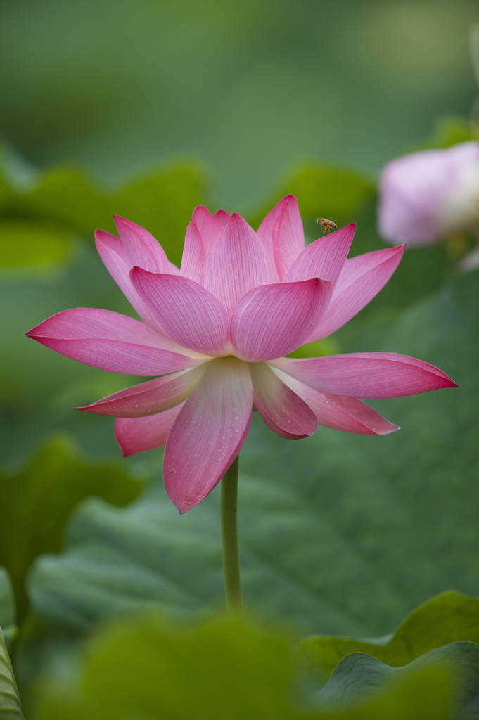 蓮華