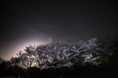 桜と天の川