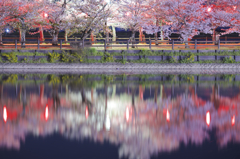 桜道