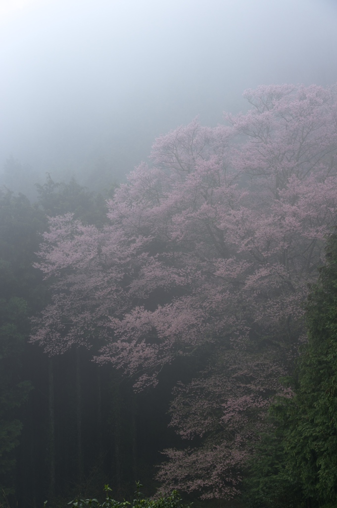 幻想江戸彼岸