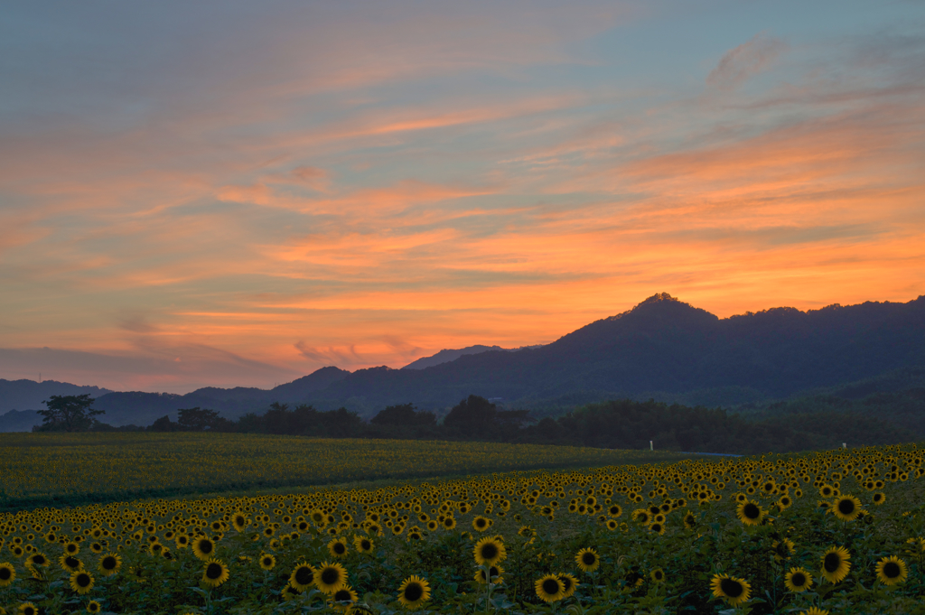 夕焼けひまわり（HDR）
