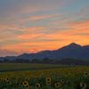 夕焼けひまわり（HDR）