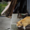 野良猫カフェにて