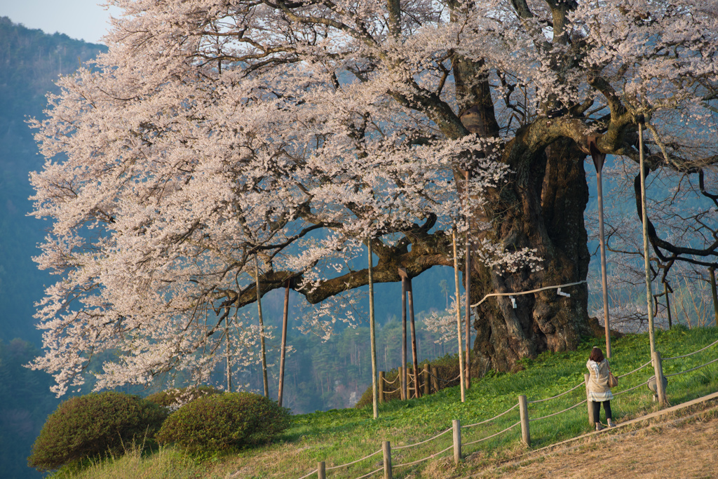 千年桜