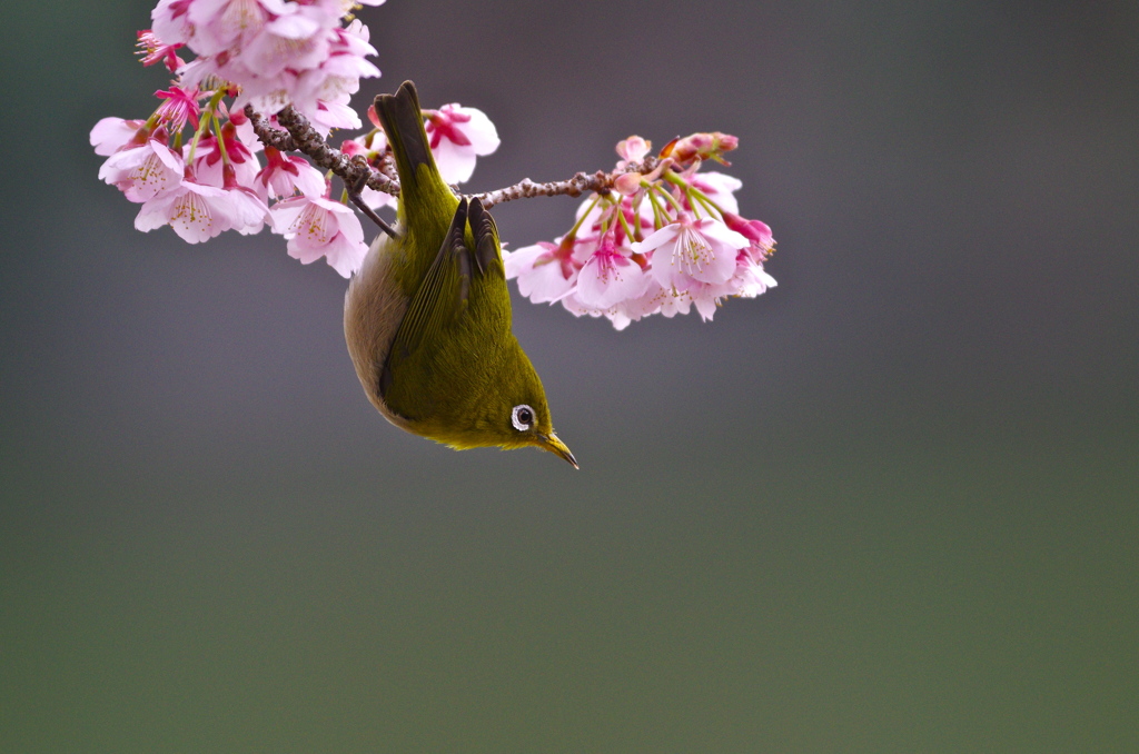 春が来た