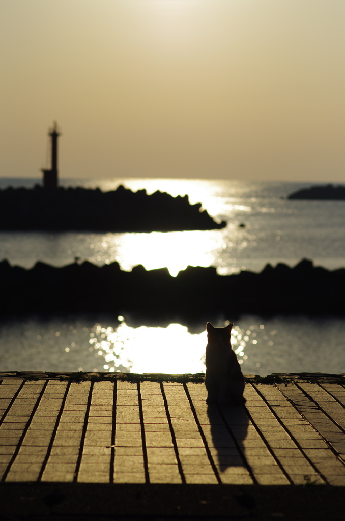 ご隠居猫