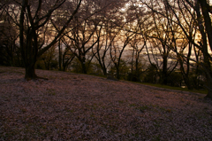 桜絨毯と夕日の照明