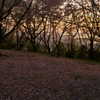 桜絨毯と夕日の照明
