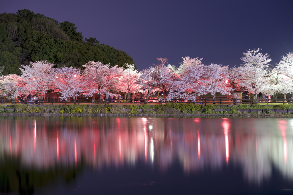 夜桜街道