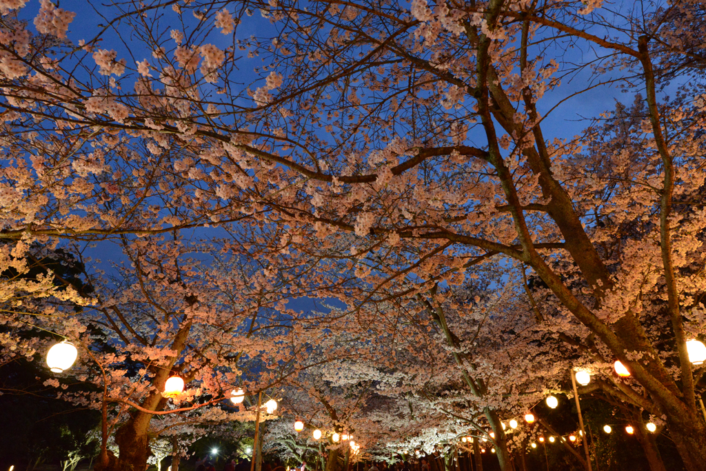 夜桜トンネル