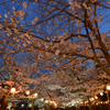 夜桜トンネル