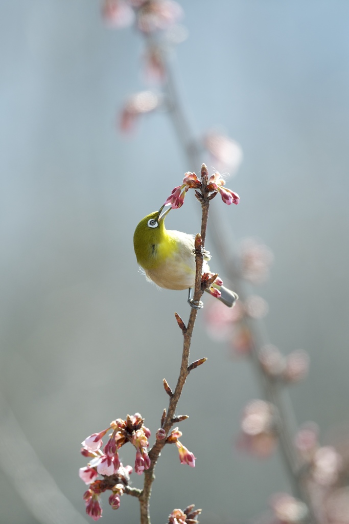 春をこじ開け