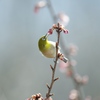 春をこじ開け