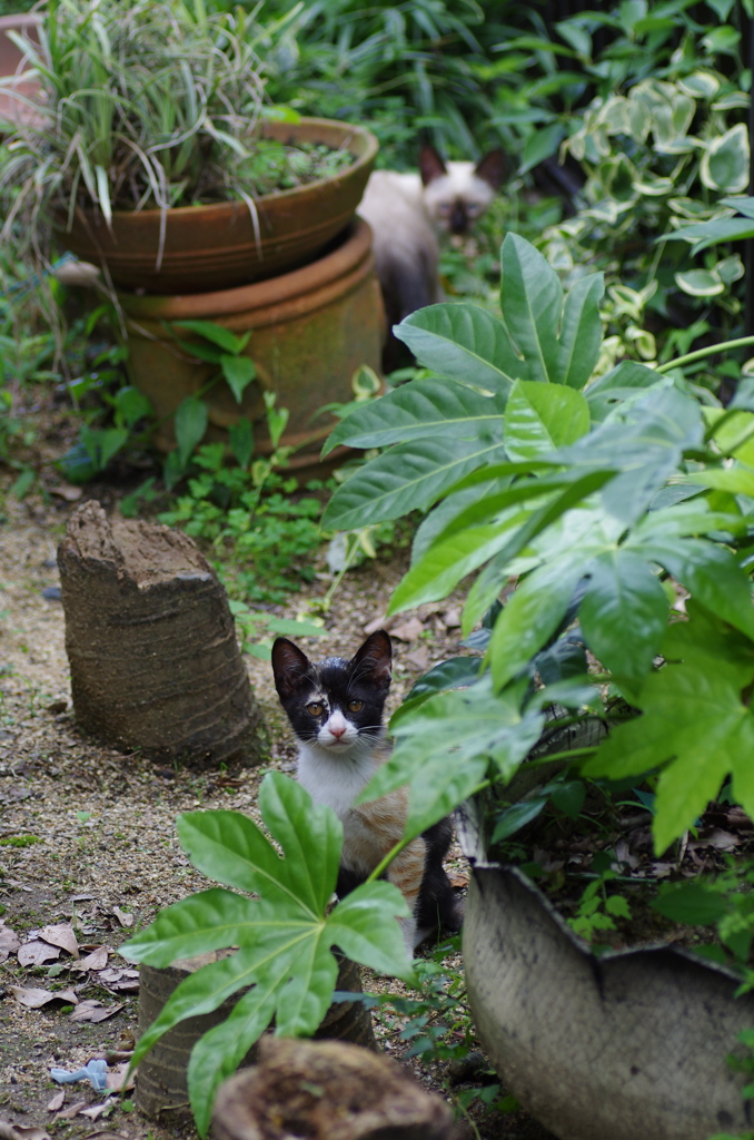 子猫訪問