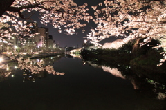 夜桜