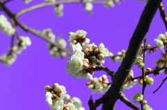 梅の花