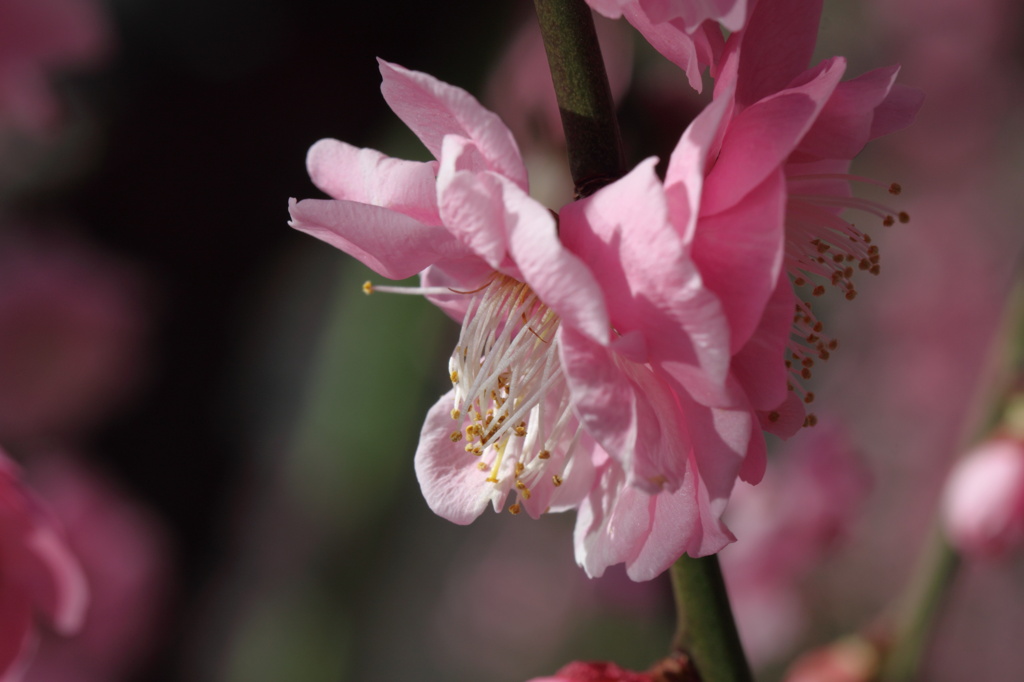 梅の花