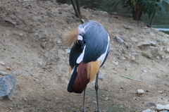 神戸花鳥園 