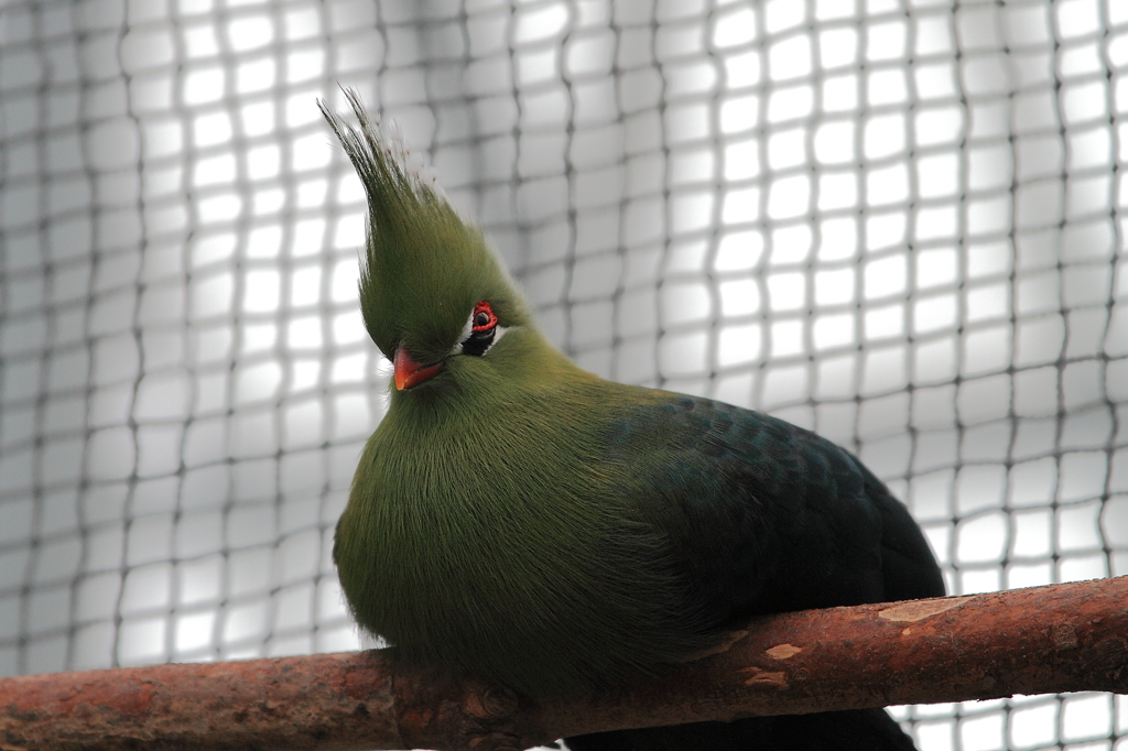 神戸花鳥園 