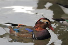 神戸花鳥園 