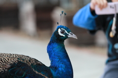 神戸花鳥園 