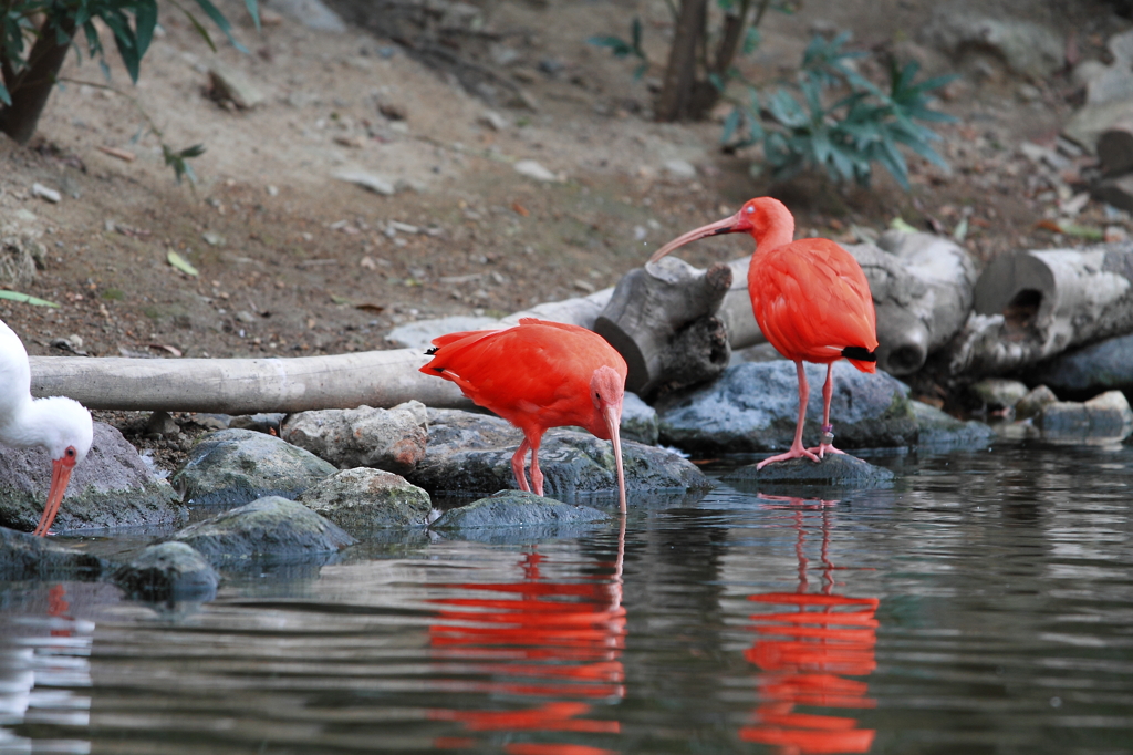 神戸花鳥園 
