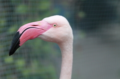 神戸花鳥園 