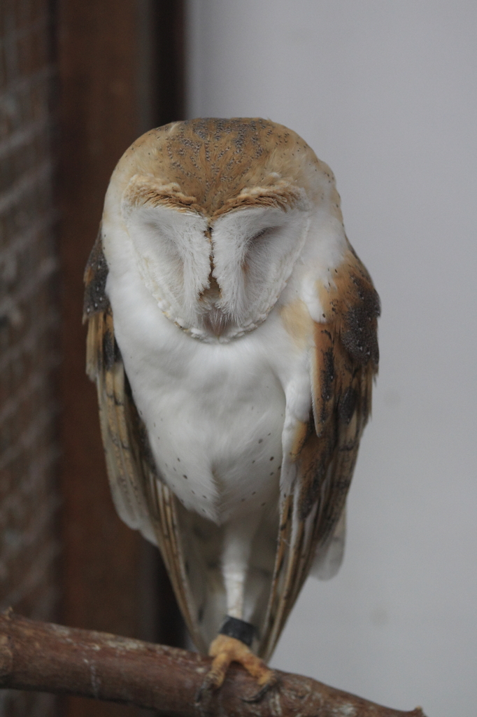 神戸花鳥園 