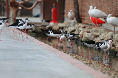 神戸花鳥園 