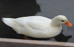 神戸花鳥園 