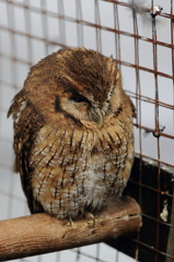 神戸花鳥園 